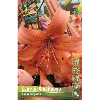 Лилия Салмон Флейвоур 12/14 25 шт Биг-пак 11234