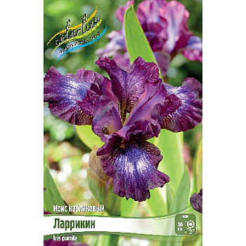 Ирис Карликовый Ларрикин I 1 шт 