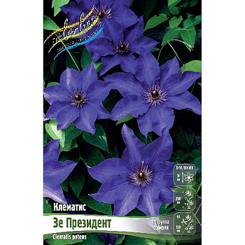 Клематис Зе Президент I 2 шт
