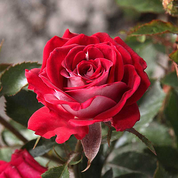 Роза спрей Руби Стар Садовита