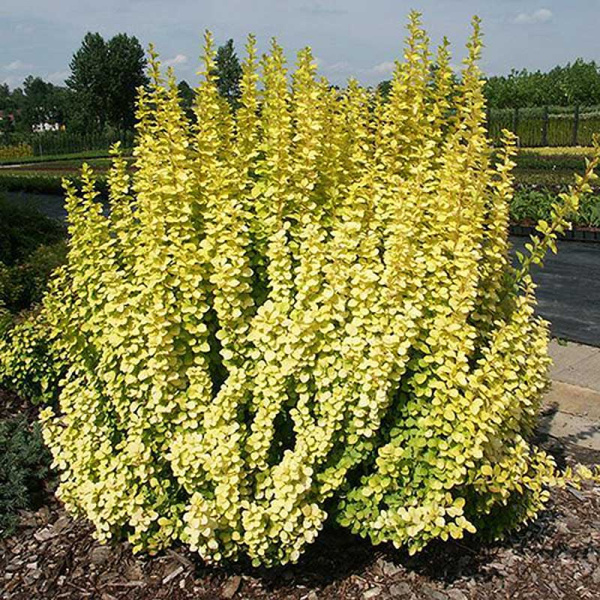 Барбарис Тунберга Мария Р9 шт Садовита