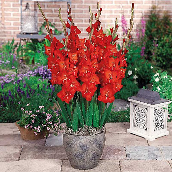 5360 Шоу-Бокс Гладиолус Патти 8/10 150 шт 