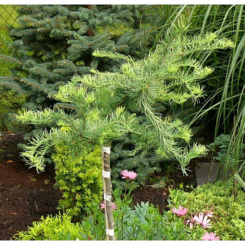 Лиственница Кемпфера Диана BR 120cm stem