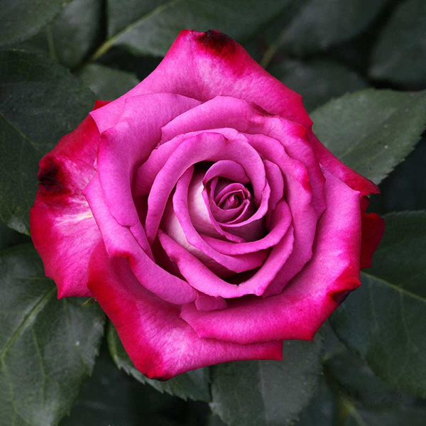 Роза чайно-гибридная Парадайз Садовита