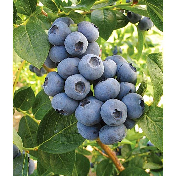 Голубика Торо P9 шт