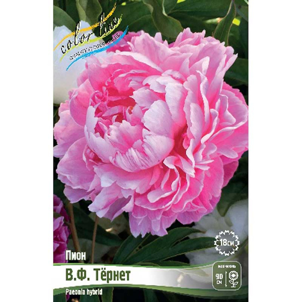 Пион В.ф. Тёрнер 2/3 n 1 шт