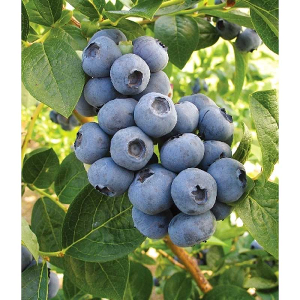 Голубика Торо P9 шт