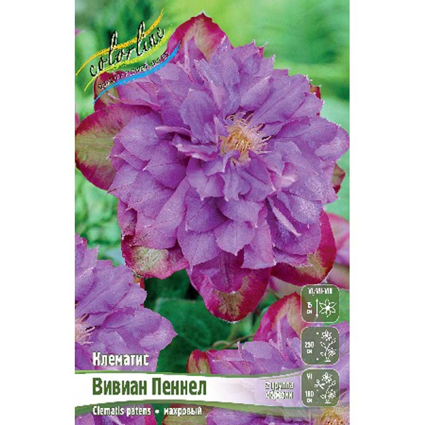 Клематис Вивиан Пеннел I 2 шт