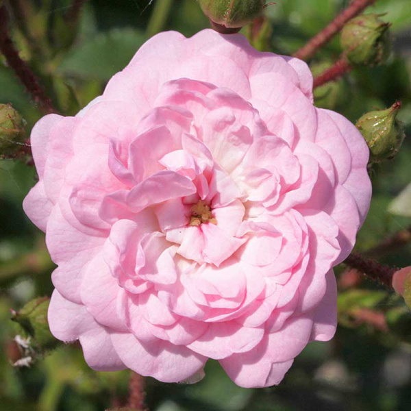 Роза почвопокровная Фейри Садовита