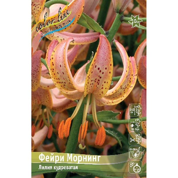 Лилия Фейри Морнинг 14/16 2 шт