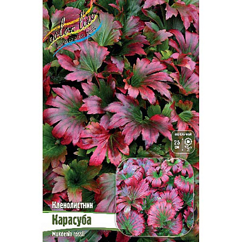 Кленолистник Карасуба I 1 шт 