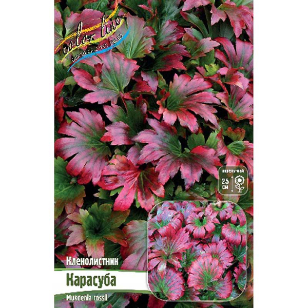 Кленолистник Карасуба I 1 шт 