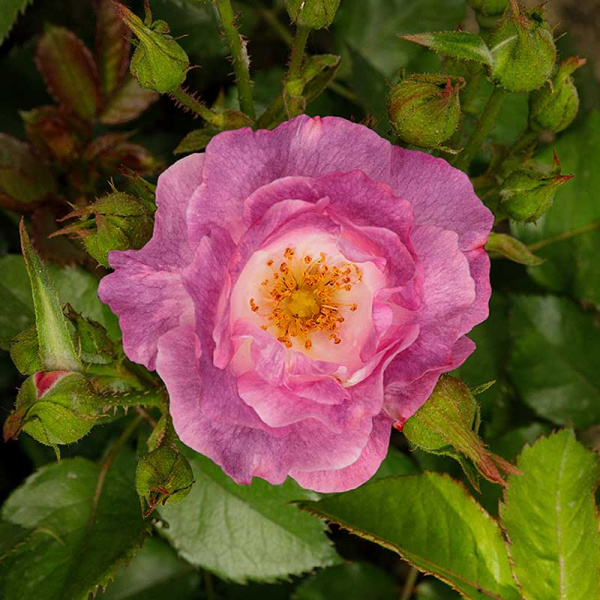 Роза флорибунда Блю Фор Ю Садовита