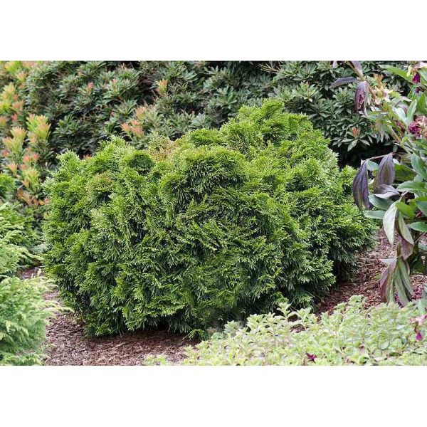 Туя Западная Грюн Кугель P9 15-20