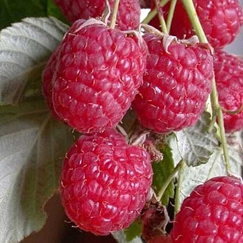 Малина Сказка штамбовая Садовита