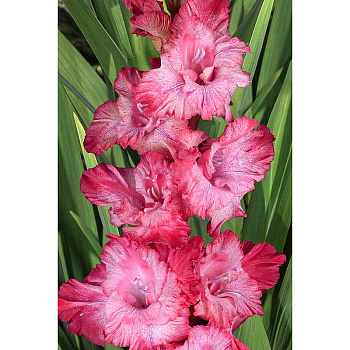 Гладиолус Формула Любви 8/10 3 шт, Садовита 
