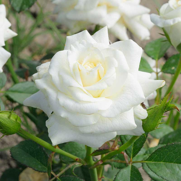 Роза чайно-гибридная Вирджиния Садовита