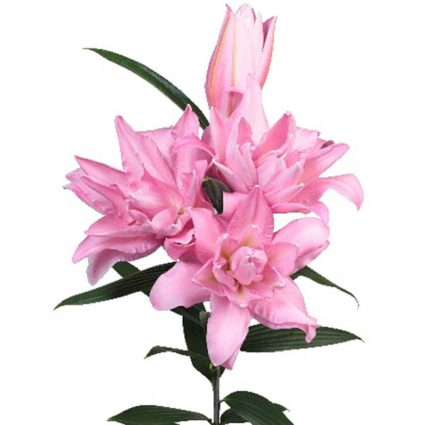 Лилия Хьюз Тен Бош 12/14 5 шт 