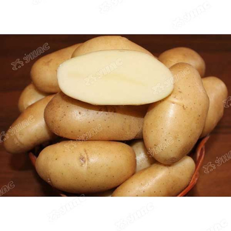 Картофель Фрителла Элита 25кг Воронеж