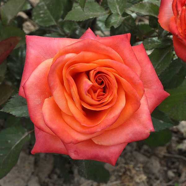 Роза чайно-гибридная Фройде Садовита