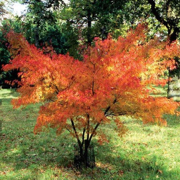 Клен веерный/пальмолистный Сейрю P9 шт Садовита