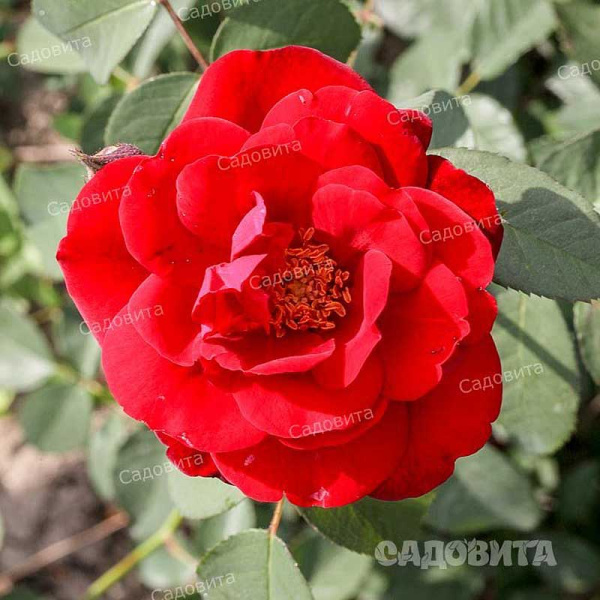 Роза плетистая Рэд Рамблер Садовита