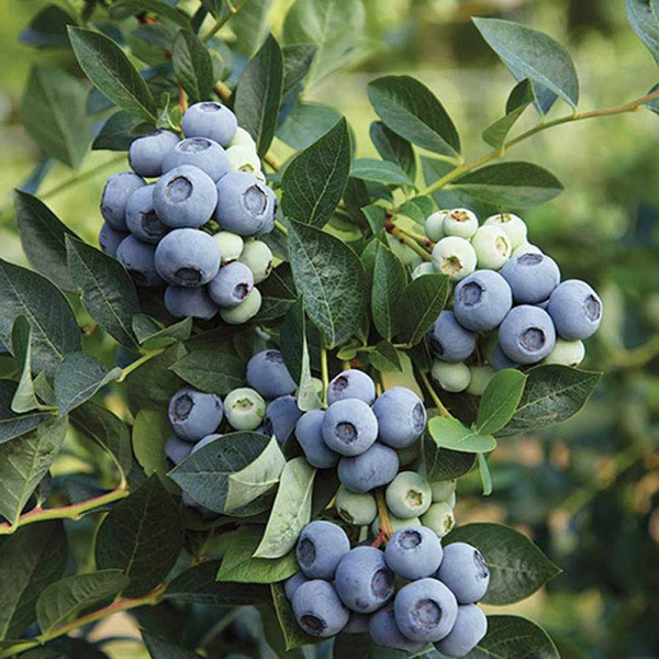 Голубика Денис Блю P9 ,шт Садовита