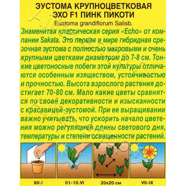 Эустома Эхо пинк пикоти крупноцветковая Аэлита Цх10 
