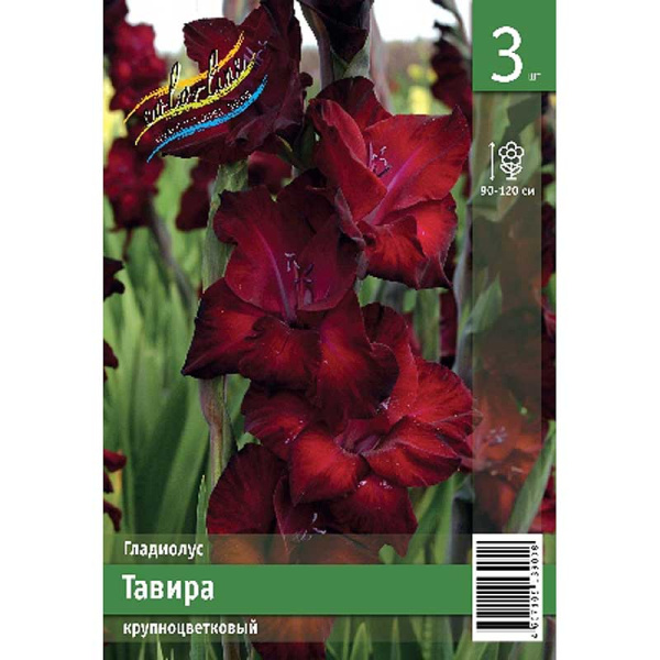 Гладиолус Тавира 10/12 3 Эконом шт 