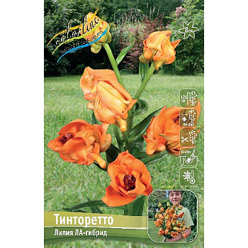 11198 Биг-Пак Лилия Тинторетто 12/14 25 шт 