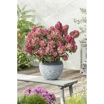 Гортензия Метельчатая Петит Стар P12 шт