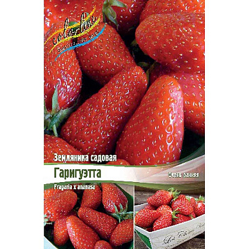 Земляника Садовая Гаригуэтта A 5 шт 