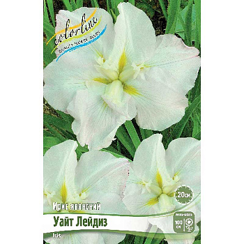 Ирис Мечевидный Уайт Лейдиз I 1 шт
