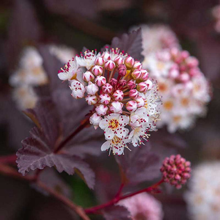 Пузыреплодник Калинолистный Диабло P9 Садовита