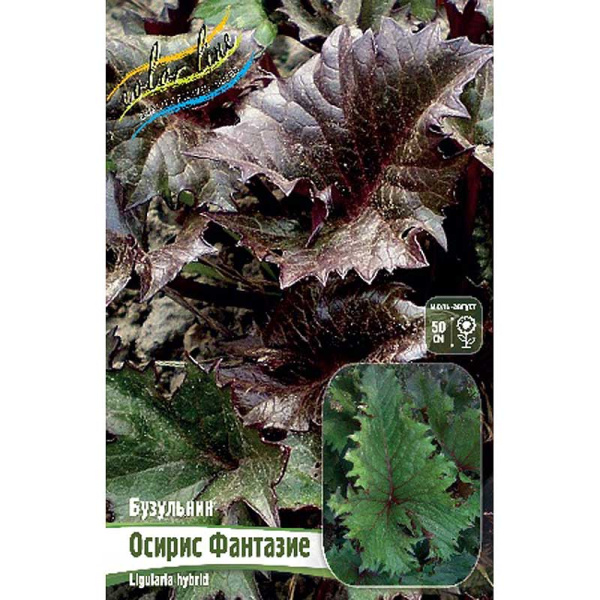 Бузульник Осирис Фантазие I 1 шт