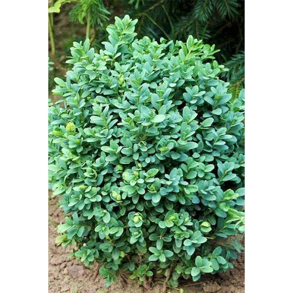 14329 Самшит Вечнозеленый Buxus Sempervirens Blauer Heinz P9 Садовита