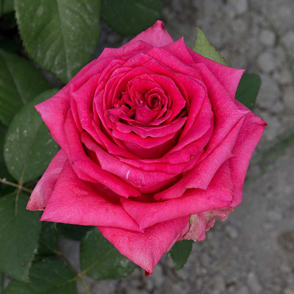 Роза чайно-гибридная Равель Садовита