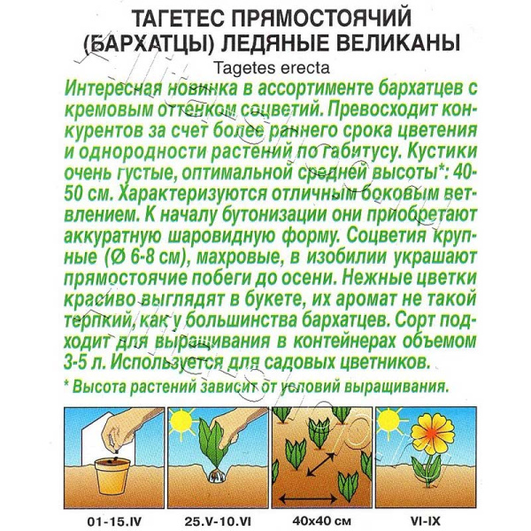 Бархатцы Ледяные великаны Аэлита Ц 