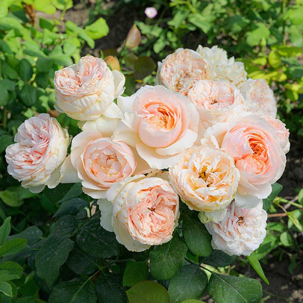 Роза Чайно-гибридная Салманасар Садовита