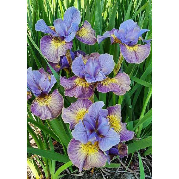 Ирис Сибирский Сан Камз Ап I 25 шт Биг-Пак 7851 
