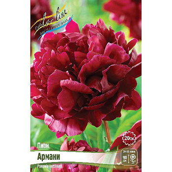 Пион Армани 2/3 n 1 шт