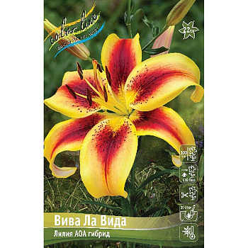 Лилия Вива Ла Вида 12/14 5 шт 
