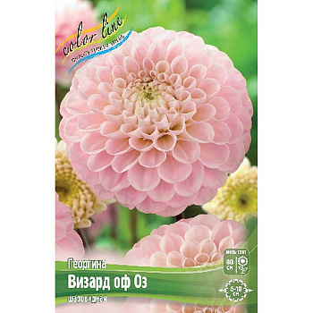 Георгина Визард Оф Оз I 15 шт Шоу-бокс 9142