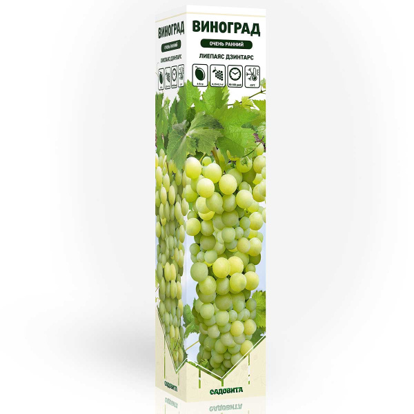 Виноград Лиепаяс Дзинтарс очень ранний Садовита