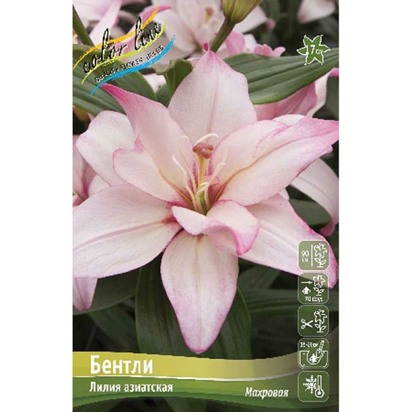 Лилия Бентли 16/18 25 шт Биг-Пак 14805 