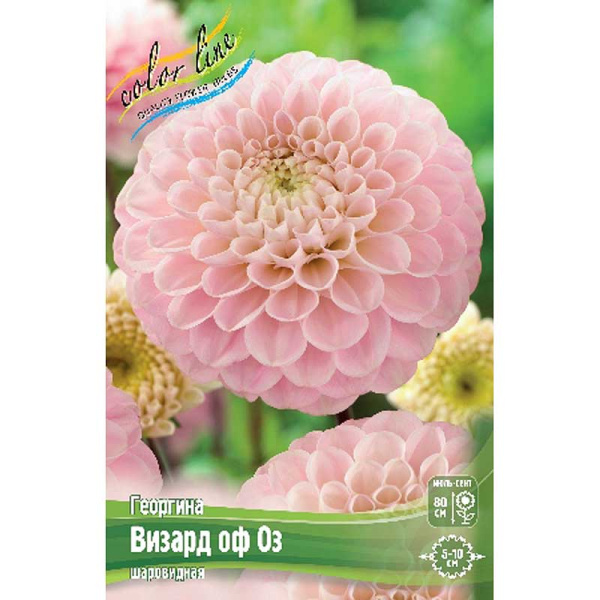 Георгина Визард Оф Оз I 15 шт Шоу-бокс 9142