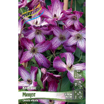 Клематис Минуэт I 25 шт Биг-пак 9654