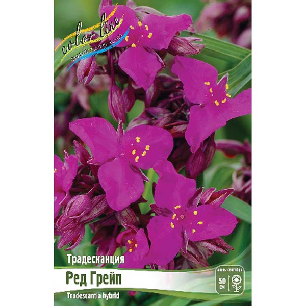 8617 Биг-Пак Традесканция Ред Грейп I 25 шт