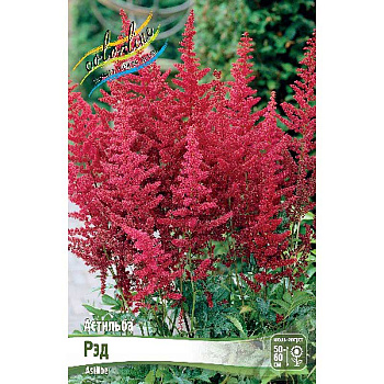 Астильба Рэд 2/3 n 1 шт