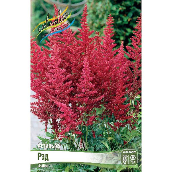 Астильба Рэд 2/3 n 1 шт